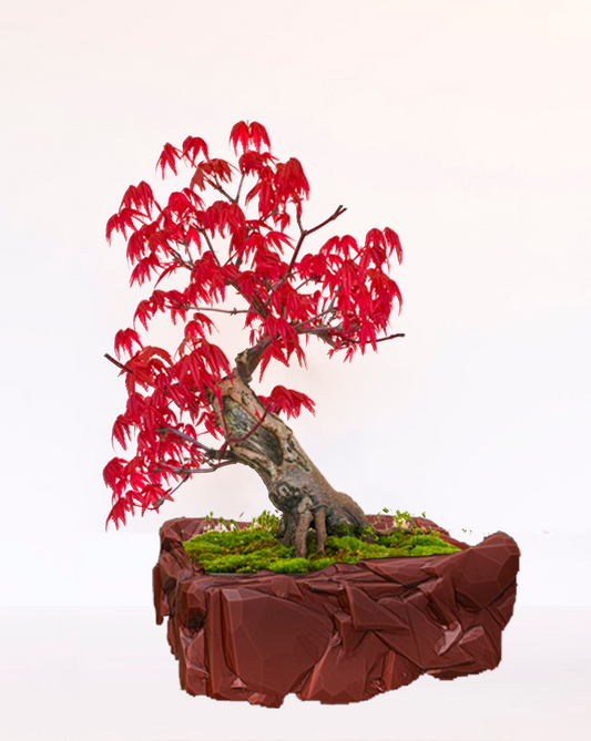 Stone Pot Bonsai