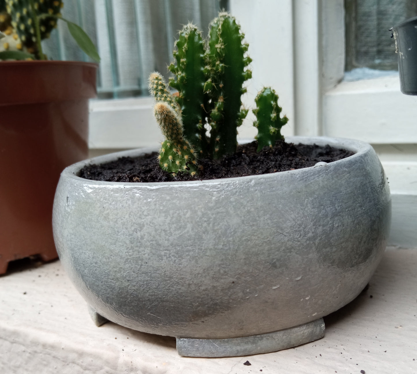 Mini Planter Bonsai