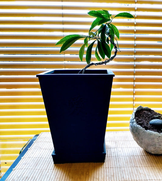 Bonsai Pot