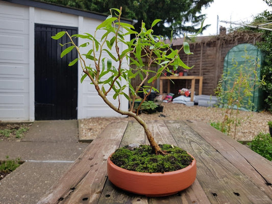 Circular Bonsai Pot