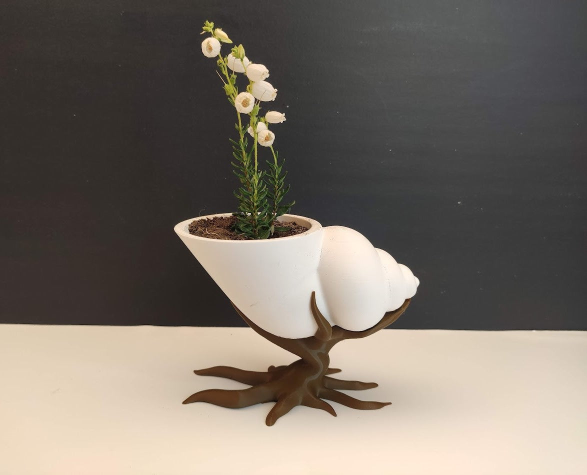 Shell Shaped Bonsai